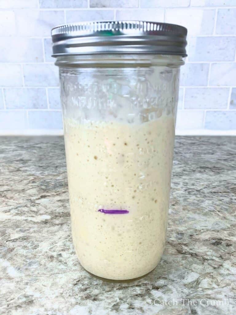 a line marking where the starter began and after feeding